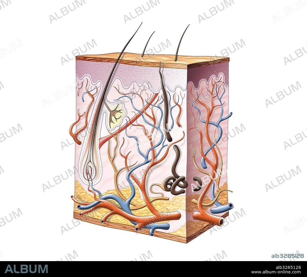 Schematic representation of a skin cut.