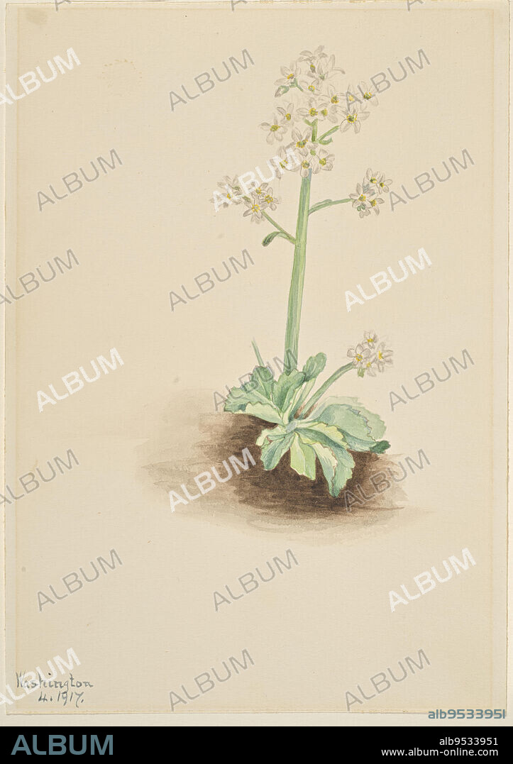 MARY VAUX WALCOTT. Early Saxifrage (Saxifraga virginiensis). Date: 1917. Watercolor on paper.