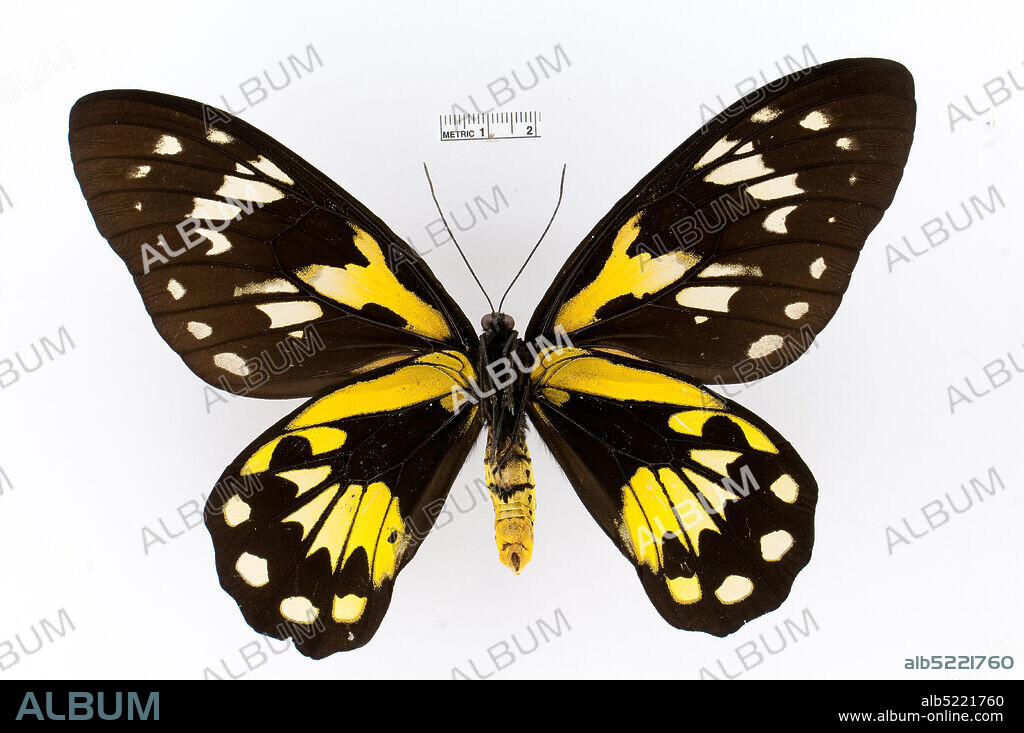 Pinned, Ornithoptera victoriae, Animalia, Arthropoda, Insecta, Lepidoptera, Papilionidae, Papilioninae.