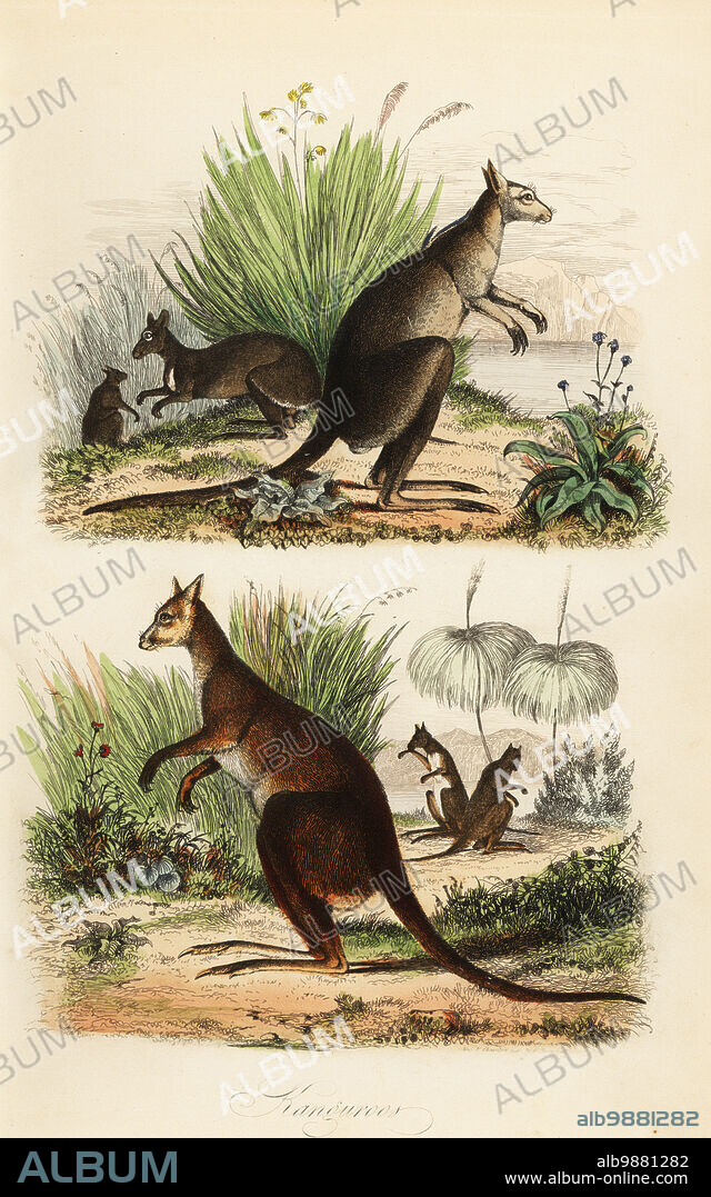 Red kangaroo, Macropus rufus (bottom), eastern grey kangaroo, Macropus giganteus (top right), and dusky wallaby, Thylogale brunii (top left). Kanguroos. Copied from an illustration by Adolph Fries from Felix-Edouard Guerin-Meneville's Dictionnaire Pittoresque d'Histoire Naturelle, 1834. Handcoloured steel engraving printed by F. Chardon from Achille Comtes Musee dHistoire Naturelle, Museum of Natural History, Gustave Hazard, Paris, 1854.