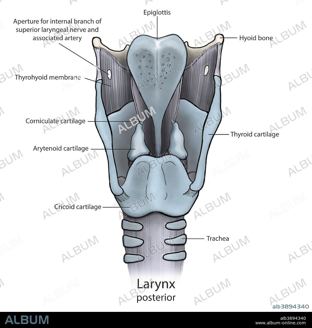 Posterior larynx anatomy with annotations. - Album alb3894340