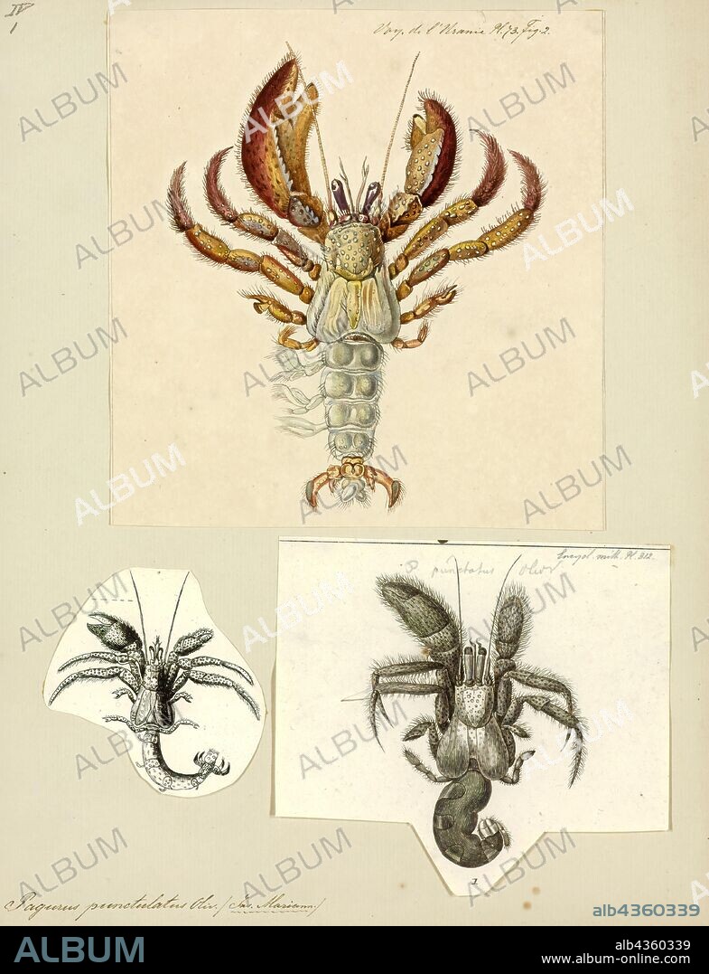 Pagurus punctulatus, Print, Pagurus is a genus of hermit crabs in the family Paguridae. Like other hermit crabs, their abdomen is not calcified and they use snail shells as protection. These marine decapod crustaceans are omnivorous, but mostly prey on small animals and scavenge carrion. Trigonocheirus and Pagurixus used to be considered subgenera of Pagurus, but the former is nowadays included in Orthopagurus, while the latter has been separated as a distinct genus.