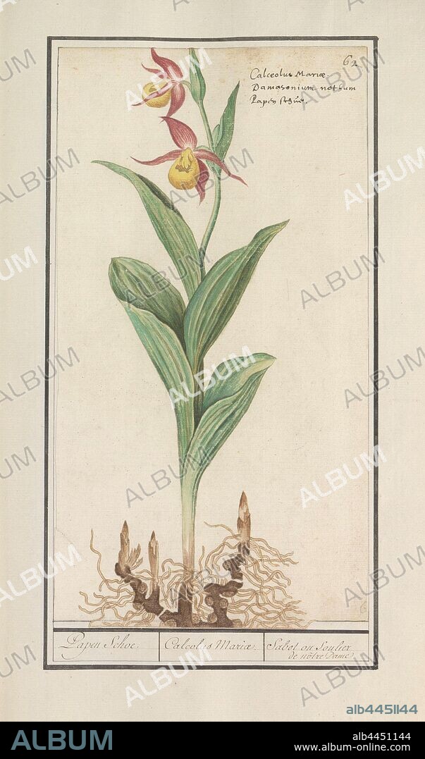 Women's shoe (Cypripedium calceolus), Papen Schoe. / Calcolus Mariae. / Sabot ou Soulier de nôtre Dame (title on object), Orchid women's shoe or Venus shoe. Numbered top right: 62. Here also the name in three languages. Part of the first album with drawings of flowers and plants. Eighth of twelve albums with drawings of animals, birds and plants known around 1600, commissioned by Emperor Rudolf II. With explanations in Dutch, Latin and French, flowers: orchid, Anselmus Boetius de Boodt, 1596 - 1610, paper, watercolor (paint), deck paint, chalk, ink, pen, h 312 mm × w 170 mm.