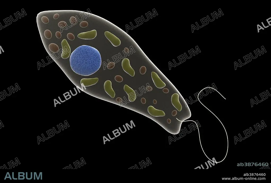 reino protista euglena