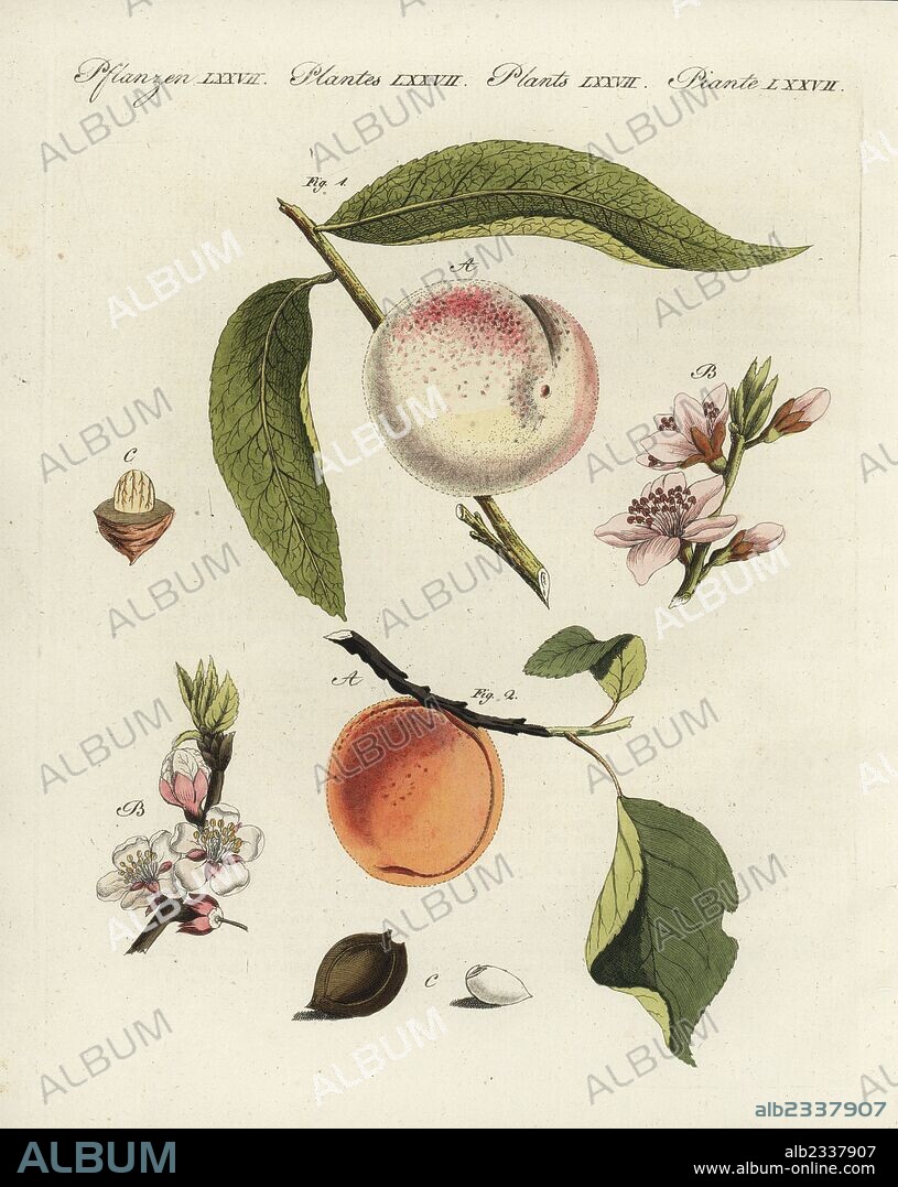 Peach tree, Prunus persica 1, and apricot, Prunus armeniaca 2, with fruit, blossom, leaf and stone. Handcoloured copperplate engraving from Friedrich Johann Bertuch's Bilderbuch fur Kinder (Picture Book for Children), Weimar, 1798.