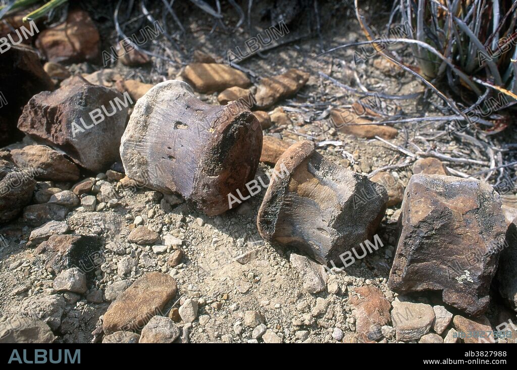 Vertebrae from a young dinosaur, possibly ceratopsian, from the Late Cretaceous Period, Mexico.