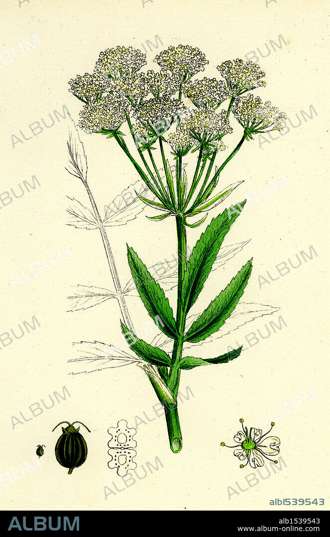 Sium latifolium; Great Water-Parsnip.