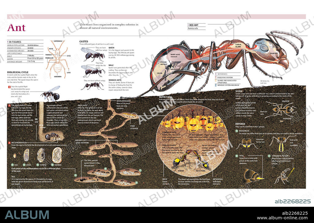 Ant. Infographics of the anatomy and life cycle of the ant, the nest construction and the organization of an ant colony.