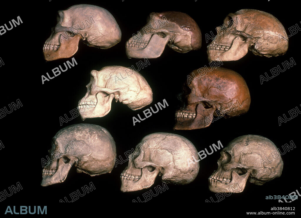 Skulls of human evolution - Album alb3840812
