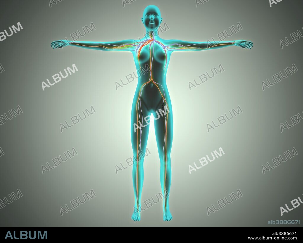 Anatomy of female body with arteries and veins.