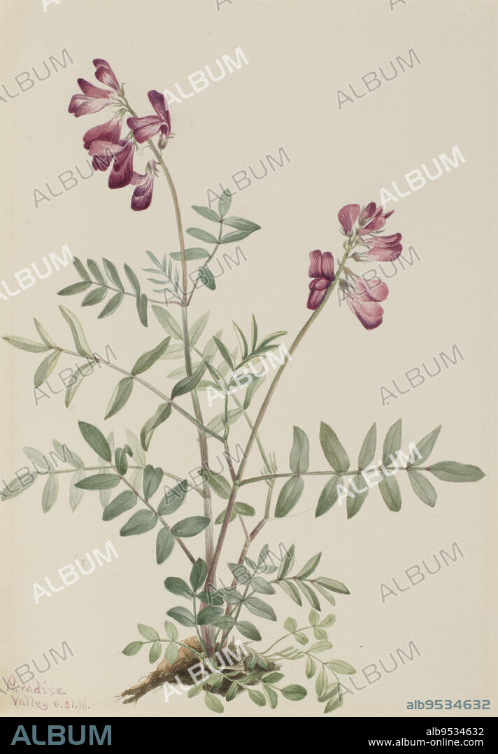 MARY VAUX WALCOTT. Northern Hedysarum (Hedysarum boreale). Date: 1916. Watercolor on paper.