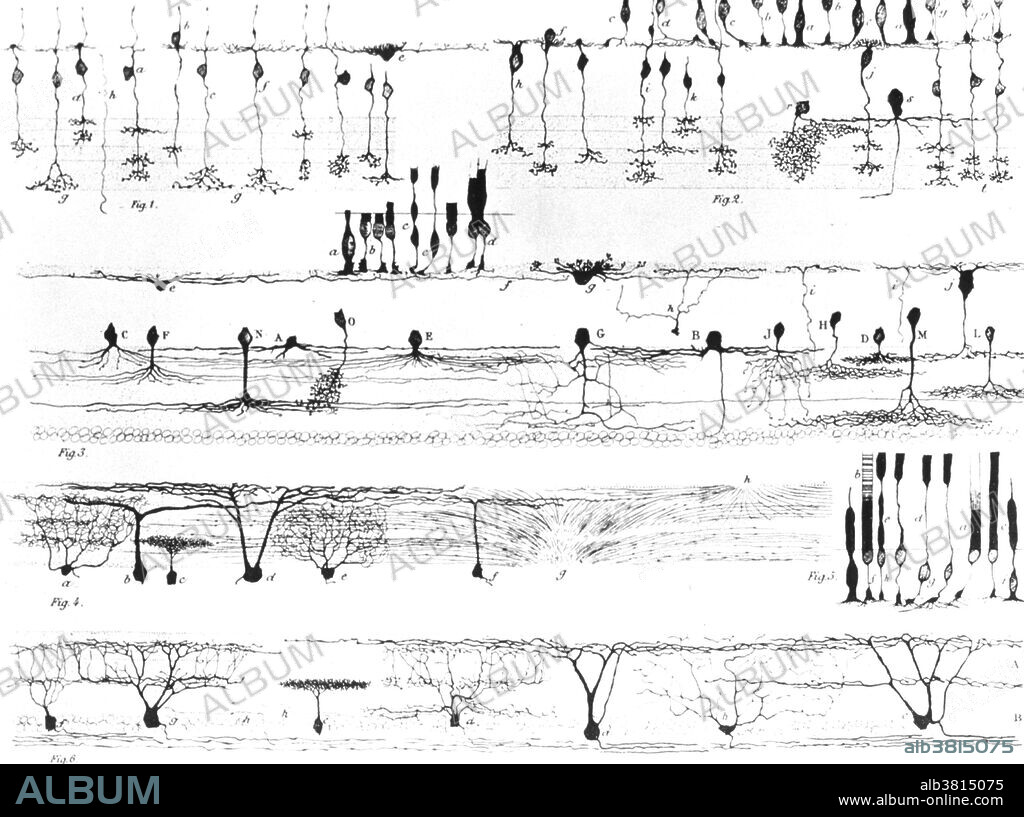 Nerve structure of the retina (various types of nerve structures are depicted) illustrated by Cajal. Santiago RamÃ³n y Cajal (1852-1934) was a Spanish pathologist, histologist, neuroscientist, and Nobel laureate (1906). His pioneering investigations of the microscopic structure of the brain were original: he is considered by many to be the father of modern neuroscience. He was skilled at drawing, and hundreds of his illustrations of brain cells are still used for educational purposes today.