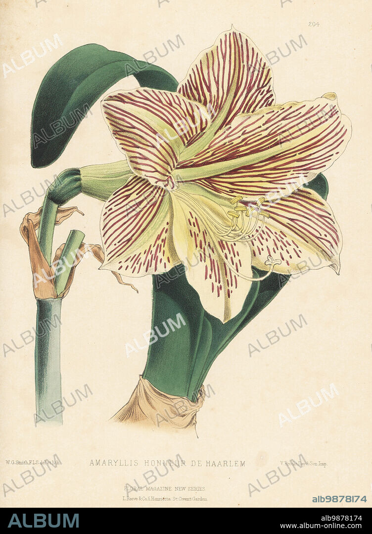 Amaryllis Honneur de Haarlem, Hippeastrum hybrid variety. Cross of Hippeastrum pardinum, H. leopoldii and H. ackermanni. Raised by Messrs. Schetzer of Haarlem and sold by James Veitch and Sons, Chelsea. Handcolored botanical illustration drawn and lithographed by Worthington George Smith from Henry Honywood Dombrain's Floral Magazine, New Series, Volume 5, L. Reeve, London, 1876. Lithograph printed by Vincent Brooks, Day & Son.