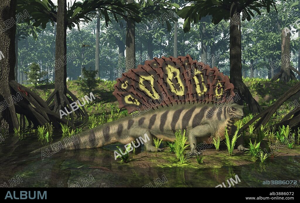 A ten-foot-long, 600 pound synapsid of the genus Edaphosaurus forages in a brackish mangrove-like swamp of gymnosperms of the genus Cordaites 300 million years ago in what is today Western Europe..  . Like its better-known synapsid cousin Dimetrodon, Edaphosaurus had a large sail on its back supported by elongated neural spines, however unlike Dimetrodon, these spines include numerous short cross bars; while the sail may have served the purpose of both helping to regulate body temperature and as sexual display, the purpose of the cross bars is unknown. Jaw and teeth structure suggests that Edaphosaurus probably dined on both plants and small invertebrates, such as mollusks..  . Tree-like Cordaites, now extinct, grew on wet ground similar to the Everglades in Florida, numerous fossils of which are now found associated with coal deposits. Also in this image are several examples of extinct seed fern of the genus Neuropteris as well as smaller examples of generic fern that may have been present during the period..  . Other fauna include two examples of the large dragonfly-like Meganeura, a centipede, and in the foreground a juvenile prehistoric shark of the genus Xenacanthus, its distinctive spine projecting from the back of its head and out of the water.