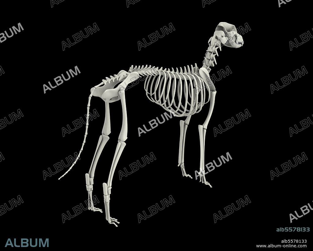 Skeletal system of a dog, rear view.