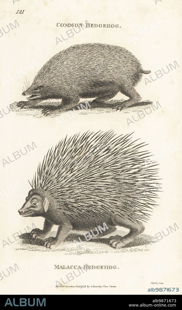 European or common hedgehog, Erinaceus europaeus, and Himalayan crestless porcupine or Malayan porcupine, Hystrix brachyura. Malacca hedgehog, Erinaceus malaccensis. Copperplate engraving by Taylor from George Shaws General Zoology: Mammalia, G. Kearsley, Fleet Street, London, 1800.