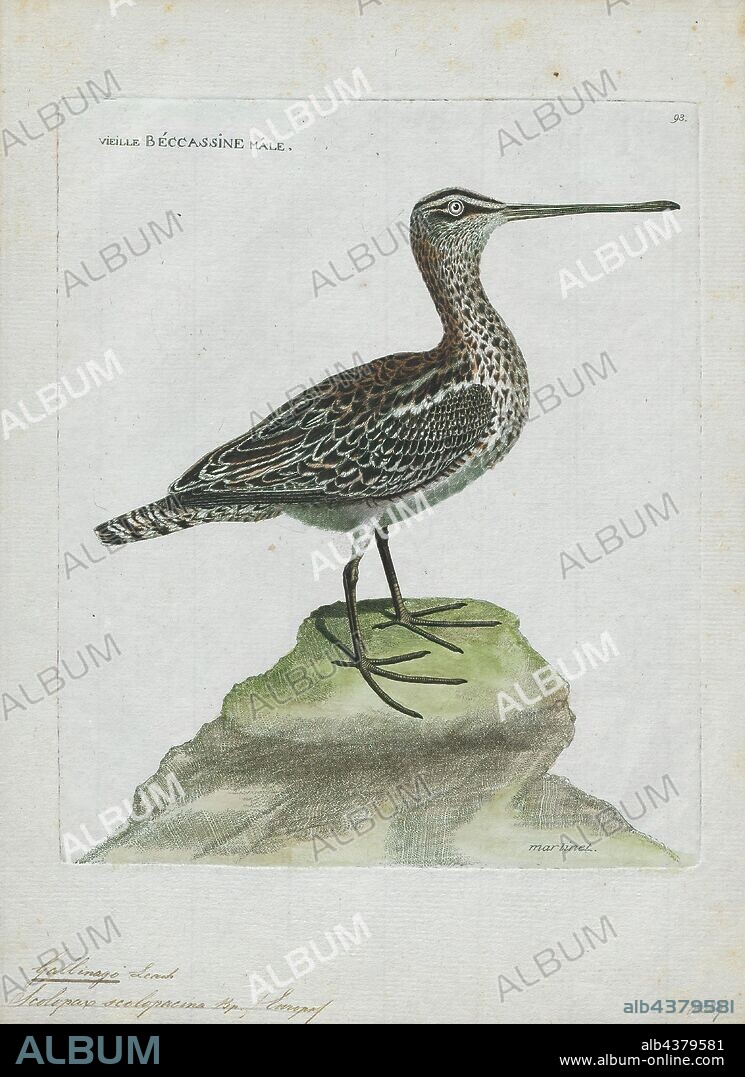 Gallinago scolopacina, Print, Gallinago is a genus of birds in the ...