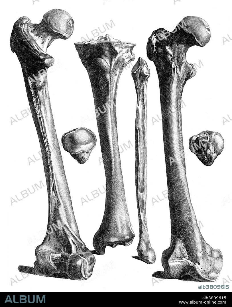 Table 33, "Nouveau receuil d'ostÃ©ologie et de myologie" ("A New Collection of Bones and Muscles"), 1779. Jacques Gamelin (October 3, 1738 - October 12, 1803) was a French painter. After receiving an education from the Jesuits, he went into the service of baron de Puymaurin, in order to learn the ways of business. Puymaurin quickly saw that his young assistant had little talent or interest in business but showed great promise as an artist. After five years study, at the AcadÃ©mie royale, he won the AcadÃ©mie's first prize and he went to Paris to continue his studies. Gamelin later went to Rome and eventually became a painter to Pope Clement XIV. On the death of his father, which left Jacques a wealthy man, he returned to Toulouse where he taught at the AcadÃ©mie and began his great work, Nouveau receuil d'ostÃ©ologie et de myologie. The work is known for its display of both talent and imagination, with striking scenes of the Resurrection, the Crucifixion, and skeletons at play. Aside from the full-page copperplate illustrations by Gamelin and the engraver LavalÃ©e, the work contains a number of intriguing vignettes on the title pages and elsewhere, which show battle scenes, visitations by death on unsuspecting revelers, and the anatomical artist's studio. He died in 1803 at the age of 65.