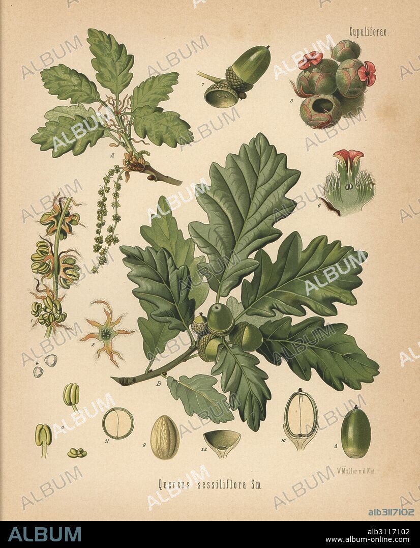 Sessile oak, Quercus petraea (Quercus sessiliflora). Chromolithograph after a botanical illustration by Walther Muller from Hermann Adolph Koehler's Medicinal Plants, edited by Gustav Pabst, Koehler, Germany, 1887.