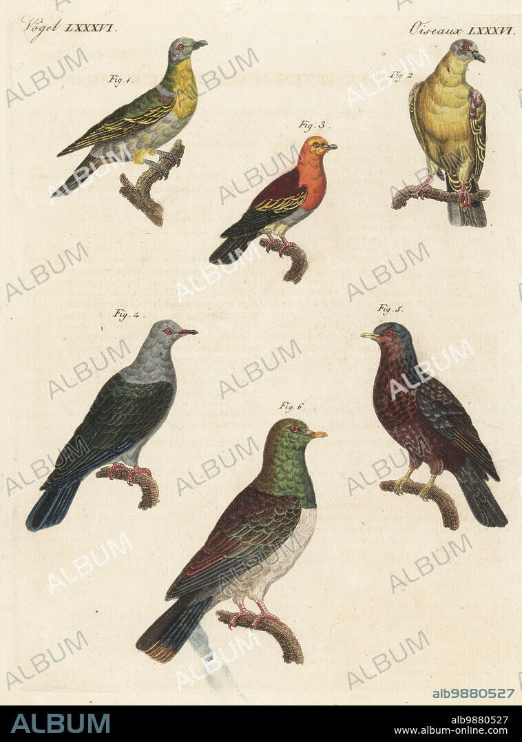 Yellow-footed green pigeon, Treron phoenicopterus, male 1, female 2, Buru green pigeon, Treron aromaticus 3, Green imperial pigeon, Ducula aenea 4, African olive pigeon, . Columba arquatrix 5 and extinct Norfolk Island pigeon,. Hemiphaga spadicea 6. Copied from Madame Pauline Knip's Les Pigeons, 1811. Handcoloured copperplate engraving from Carl Bertuch's Bilderbuch fur Kinder (Picture Book for Children), Weimar, 1813. A 12-volume encyclopedia for children illustrated with almost 1,200 engraved plates on natural history, science, costume, mythology, etc., published from 1790-1830.