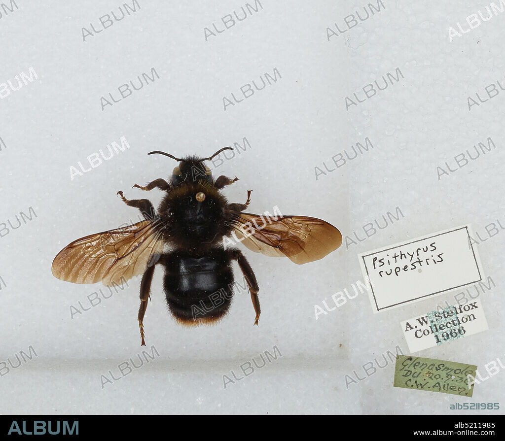Glenasmole, Leinster, Ireland, Bombus (Psithyrus) rupestris (Fabricius), Animalia, Arthropoda, Insecta, Hymenoptera, Apidae, Apinae.