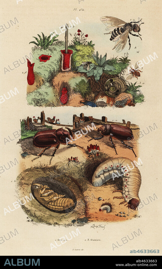 European rhinoceros beetle, Oryctes nasicornis, pupa and larva, European orchard bee, Osmia cornuta, and nest. Oryctes, Osmies. Handcoloured steel engraving after an illustration by Adolph Fries from Felix-Edouard Guerin-Meneville's Dictionnaire Pittoresque d'Histoire Naturelle (Picturesque Dictionary of Natural History), Paris, 1834-39.