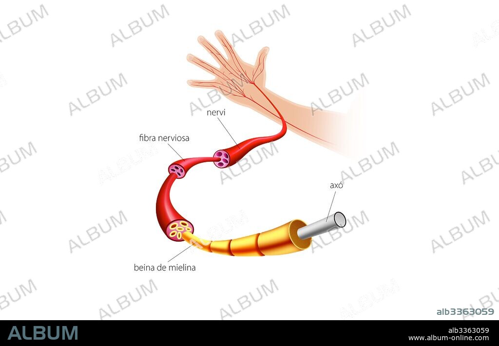 Nerve structure.