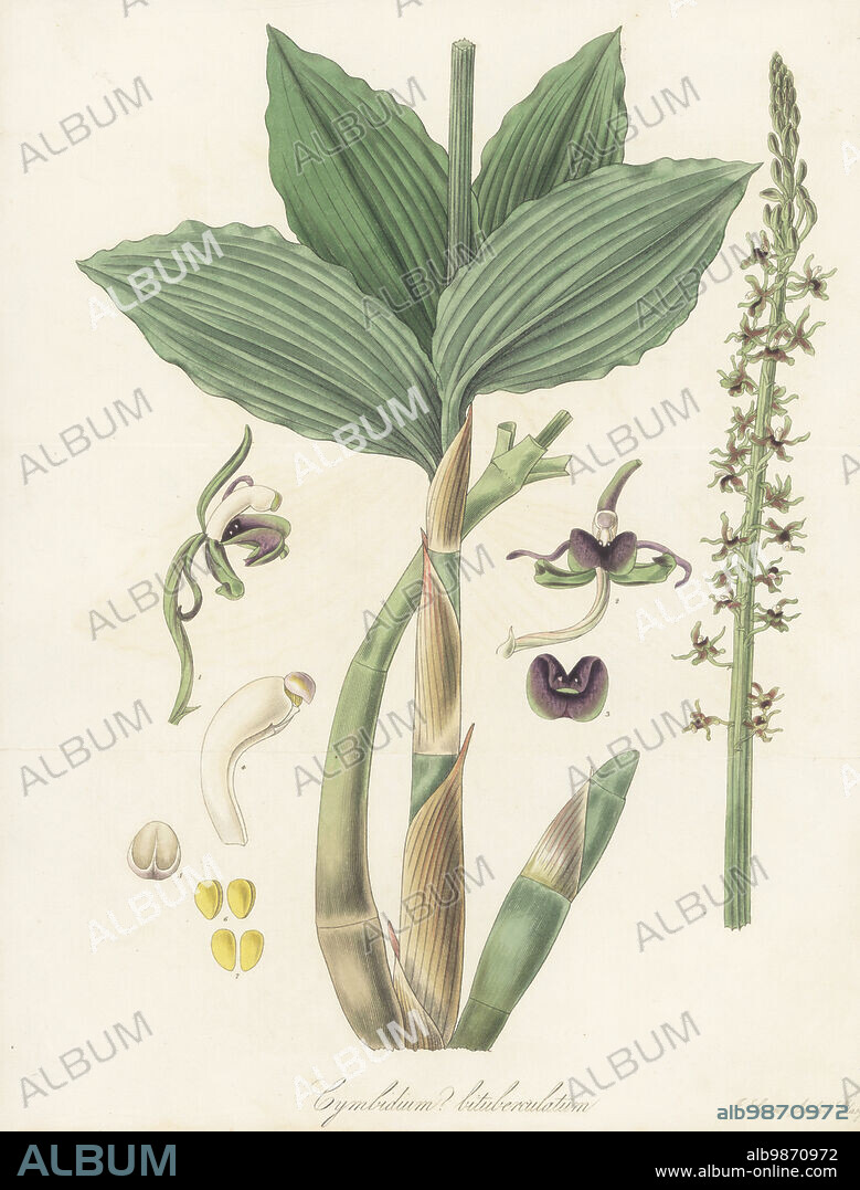 Liparis nervosa orchid. Native to the tropics of Asia, Africa and America. Specimen sent from Nepal by botanist and missionary Dr William Carey to John Shepherd at the Liverpool Botanic Garden. Biturbercled cymbidium, Cymbidium bituberculatum. Handcoloured copperplate engraving by Joseph Swan after a botanical illustration by William Jackson Hooker from his Exotic Flora, William Blackwood, Edinburgh, 1823-27.