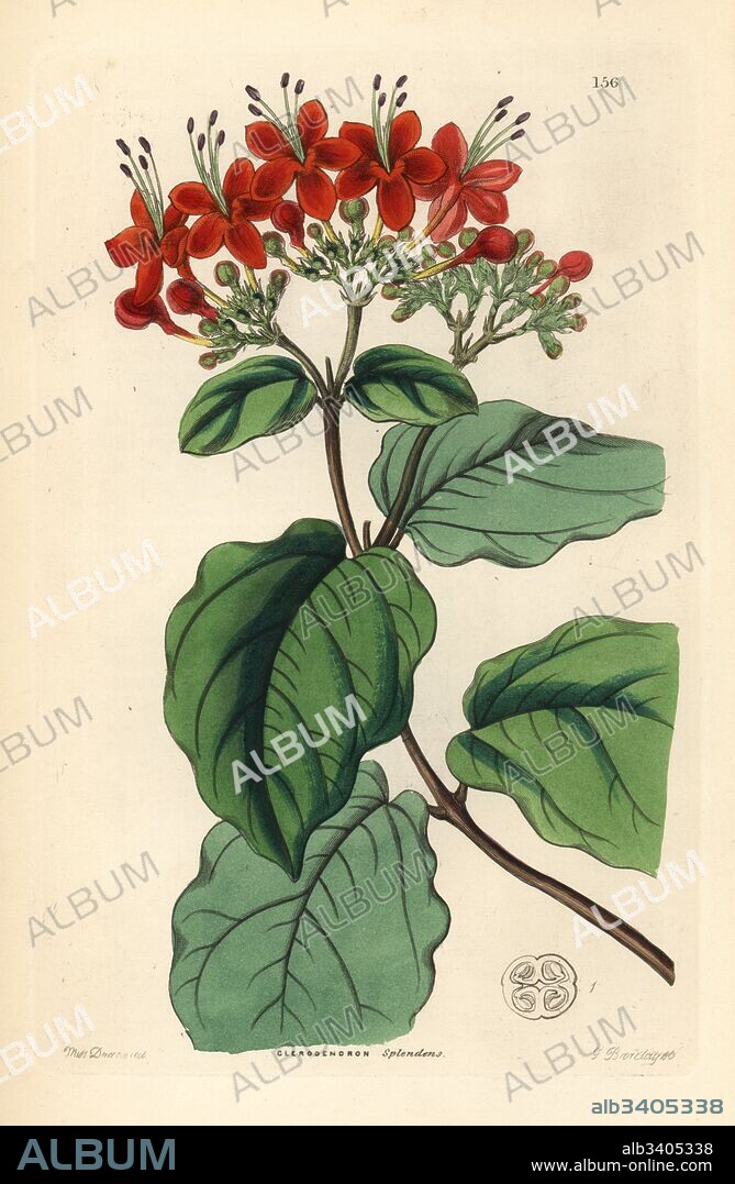 Glory tree, Clerodendrum splendens (Splendid clerodendron, Clerodendron splendens). Handcoloured copperplate engraving by G. Barclay after Miss Sarah Drake from John Lindley and Robert Sweet's Ornamental Flower Garden and Shrubbery, G. Willis, London, 1854.