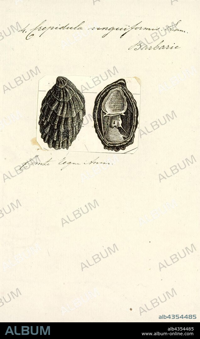 Crepidula unguiformis, Print, Crepidula unguiformis is a species of sea snail, a marine gastropod mollusk in the family Calyptraeidae, the slipper snails or slipper limpets, cup-and-saucer snails, and Chinese hat snails.