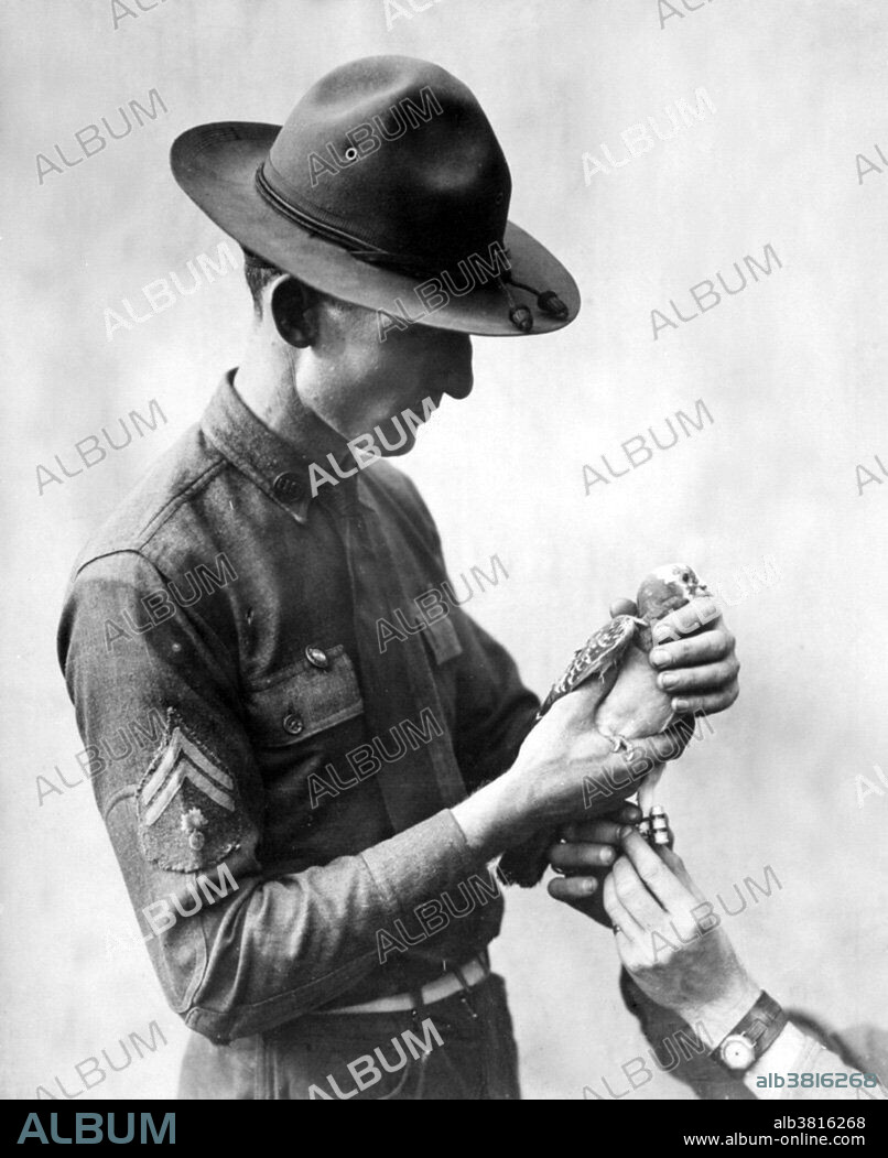 Attaching a message to a Signal Corps carrier pigeon, circa 1917-18. A carrier pigeon is a homing pigeon (domesticated rock pigeon, Columba livia) that is used to carry messages. Before the advent of radio, carrier pigeons were frequently used on the battlefield as a means for a mobile force to communicate with a stationary headquarters. Historically, pigeons carried messages only one way, to their home. They had to be transported manually before another flight. However, by placing their food at one location and their home at another location, pigeons have been trained to fly back and forth up to twice a day reliably, covering round-trip flights up to 100 miles. During WWI, carrier pigeons were used to transport messages back to their home coop behind the lines. When they landed, wires in the coop would sound a bell or buzzer and a soldier of the Signal Corps would know a message had arrived. He would go to the coop, remove the message from the canister, and send it to its destination by telegraph, field phone, or personal messenger. A carrier pigeon's job was dangerous. Nearby enemy soldiers often tried to shoot down pigeons, knowing that released birds were carrying important messages. Using pigeons to carry messages is generally called, pigeon post.