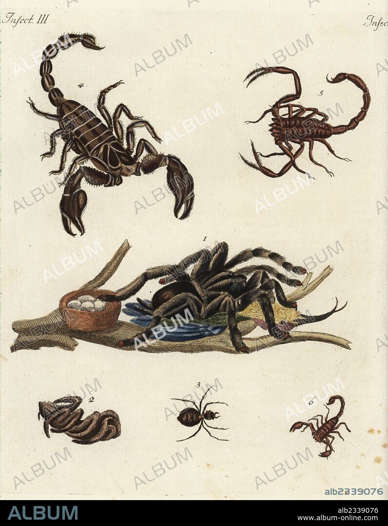 Goliath bird-eating spider, Theraphosa blondi, with hummingbird 1, Italian tarantula, Lycosa tarantula 2, orange spider of Curacao 3, and species of scorpions of India 4, America 5, and Europe 6. Handcoloured copperplate engraving from Friedrich Johann Bertuch's "Bilderbuch fur Kinder" (Picture Book for Children), Weimar, 1792.