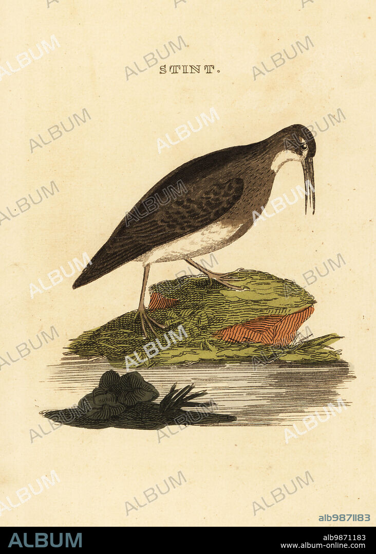 Least sandpiper, Calidris minutilla. Stint. Handcoloured woodblock engraving after an illustration by Edward Donovan from The Natural History of Birds, published by Brightly and Childs, Bungay, Suffolk, 1815. Charles Brightly established a printing and stereotype foundry in Bungay in 1795 and went into partnership with nonconformist radical printer John Firby Childs in 1808. .