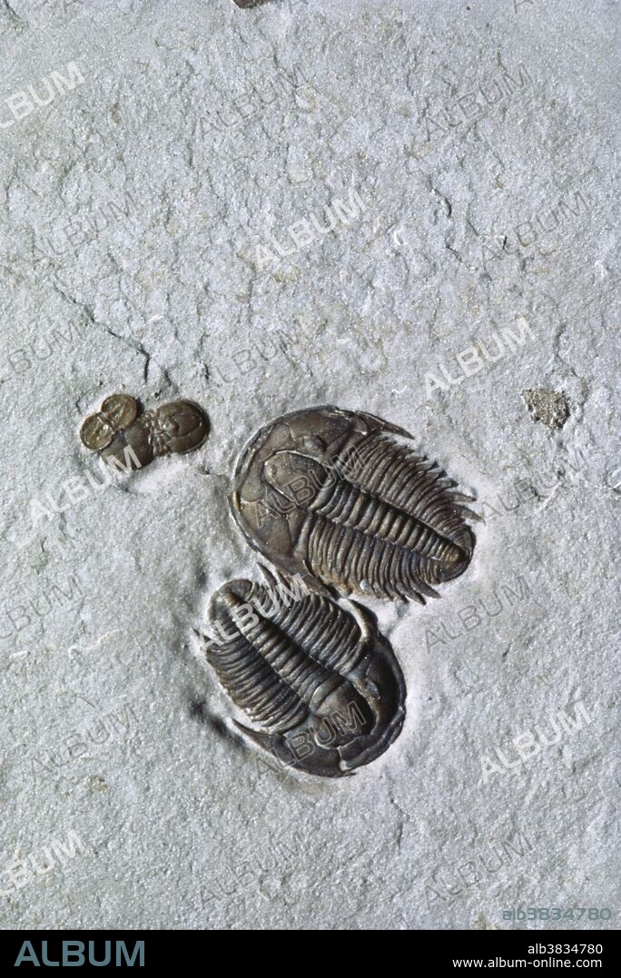 Two trilobites (Modocia typicalis) from the Cambrian Period Marjum Formation in Utah.  There are also two small agnostid trilobite fossils (Ptychagnostus sp.).  The larger fossils are roughly 18mm long.