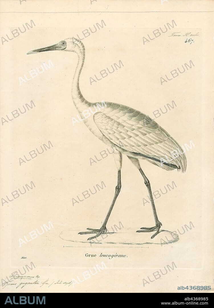 Grus leucogeranus, Print, The Siberian crane (Leucogeranus leucogeranus), also known as the Siberian white crane or the snow crane, is a bird of the family Gruidae, the cranes. They are distinctive among the cranes, adults are nearly all snowy white, except for their black primary feathers that are visible in flight and with two breeding populations in the Arctic tundra of western and eastern Russia. The eastern populations migrate during winter to China while the western population winters in Iran and formerly, in India and Nepal. Among the cranes, they make the longest distance migrations. Their populations, particularly those in the western range, have declined drastically in the 20th century due to hunting along their migration routes and habitat degradation. The world population was estimated in 2010 at about 3, 200 birds, mostly belonging to the eastern population with about 95% of them wintering in the Poyang Lake basin in China, a habitat that may be altered by the Three Gorges Dam., 1700-1880.