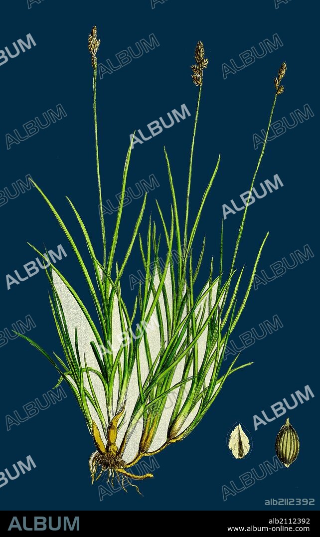 Carex curta, var. alpicola; White Sedge, var. B.