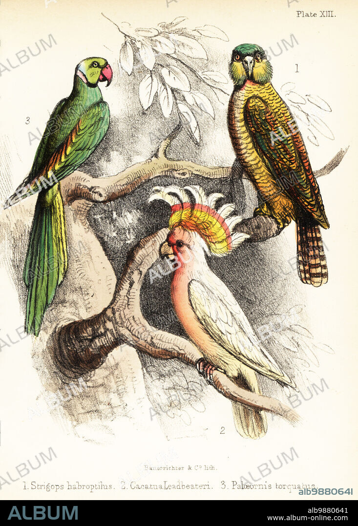 Critically endangered kakapo or owl parrot, Strigops habroptilus 1, Major Mitchell's cockatoo, Lophochroa leadbeateri 2 and Alexandrine parakeet, Psittacula eupatria 3. Handcoloured lithograph by Bauerrichter from Adam Whites Popular History of Birds, Lowell Reeve, Covent Garden, London, 1855.
