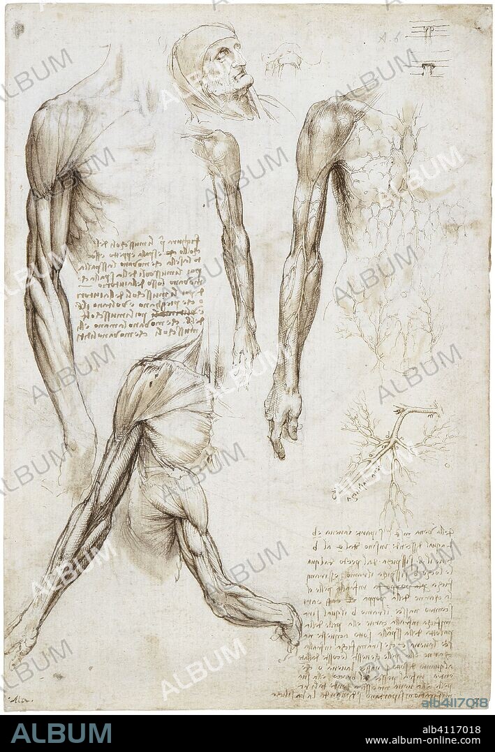 LEONARDO DA VINCI. The muscles of the arm, and the veins of the arm and trunk. c.1510-11. Black chalk, pen and ink, wash | 28.9 x 19.9 cm (sheet of paper).