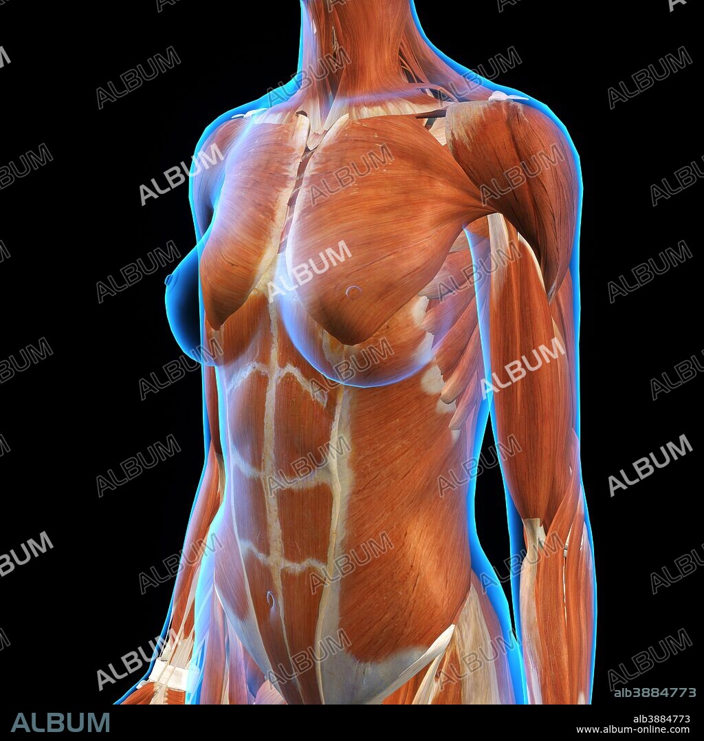 Female pectoral muscles Stock Photos, Royalty Free Female pectoral muscles  Images
