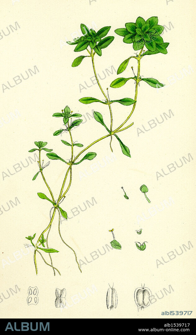 Callitriche eu-verna; Vernal Water Starwort.