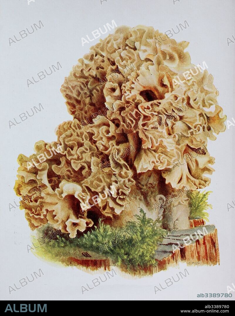 Sparassis crispa is a species of fungus in the genus Sparassis. In English it is sometimes called Cauliflower Fungus, digital reproduction of an ilustration of Emil Doerstling (1859-1940).