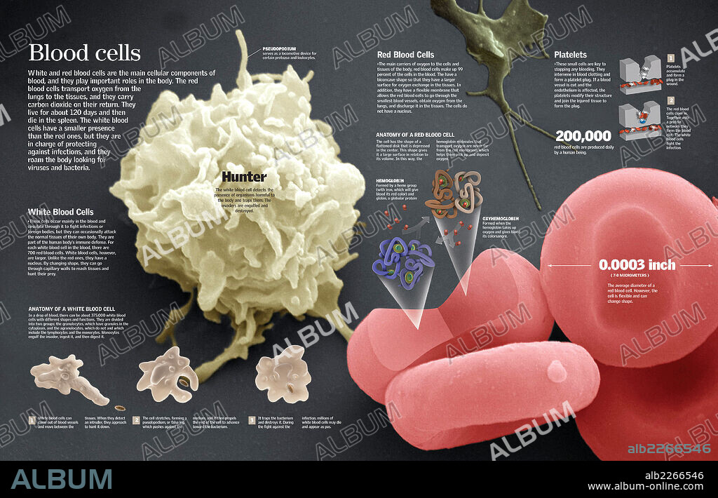 Blood cells. Infographic of red and white blood cells and their function.