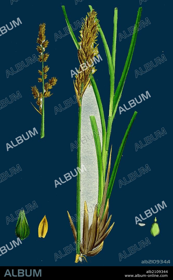 Carex paniculata; Greater Panicled Sedge.
