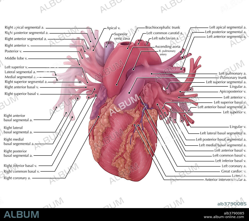 subclavian vein heart