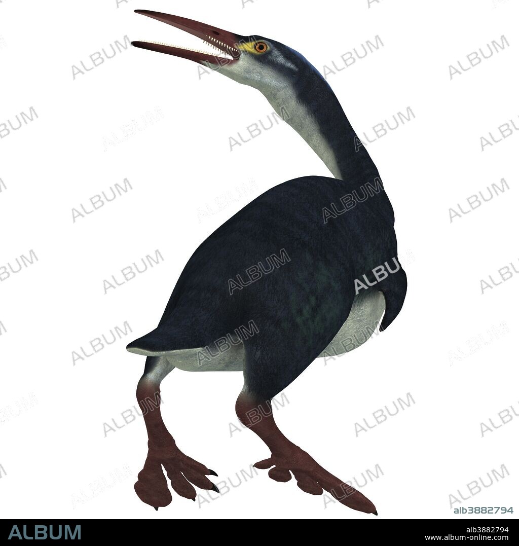 Hesperornis was a a flightless aquatic bird that lived during the Cretaceous Period in Kansas and Canada.