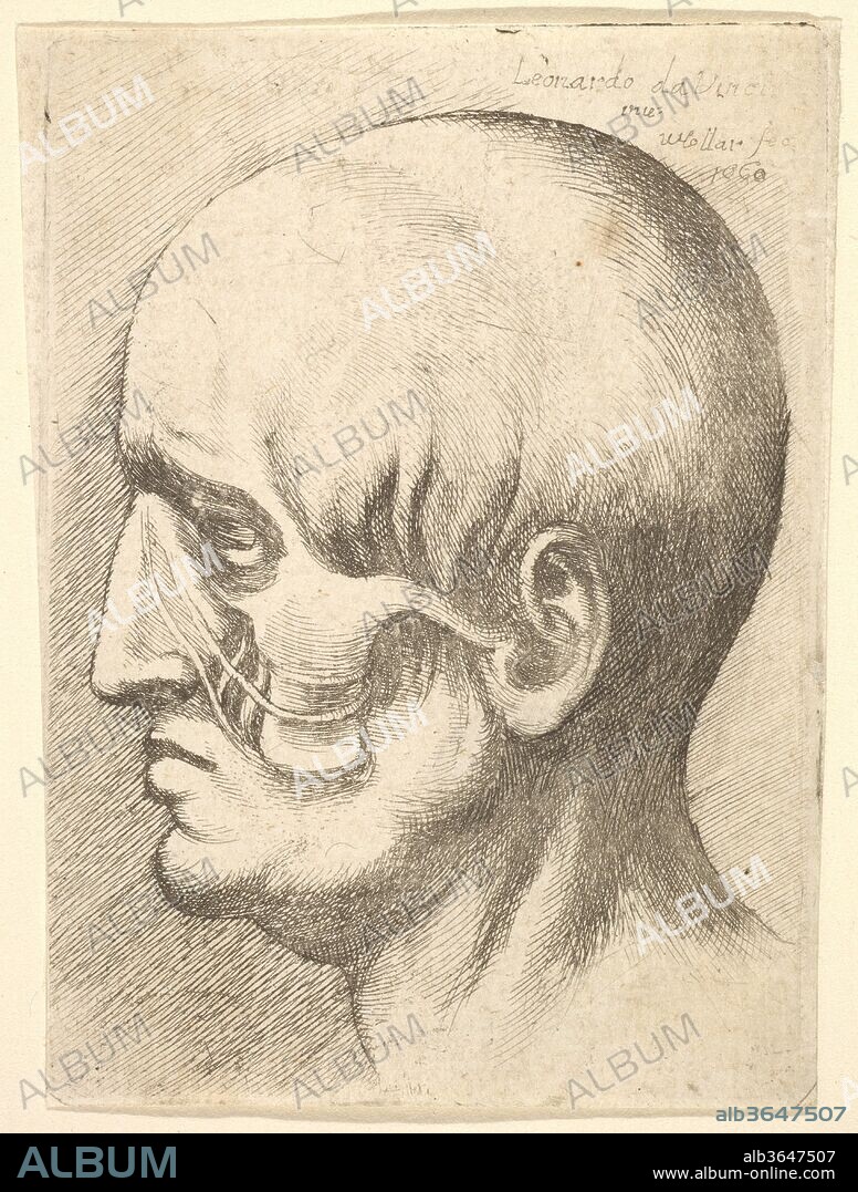 Male head in profile to left with muscles exposed. Artist: After Leonardo da Vinci (Italian, Vinci 1452-1519 Amboise). Dimensions: 3 3/16 x 2 1/4 in. (8.1 x 5.7 cm) (trimmed to plate line). Etcher: Wenceslaus Hollar (Bohemian, Prague 1607-1677 London). Date: 1660.
Male head in profile to left with muscles exposed. after Leonardo da Vinci.