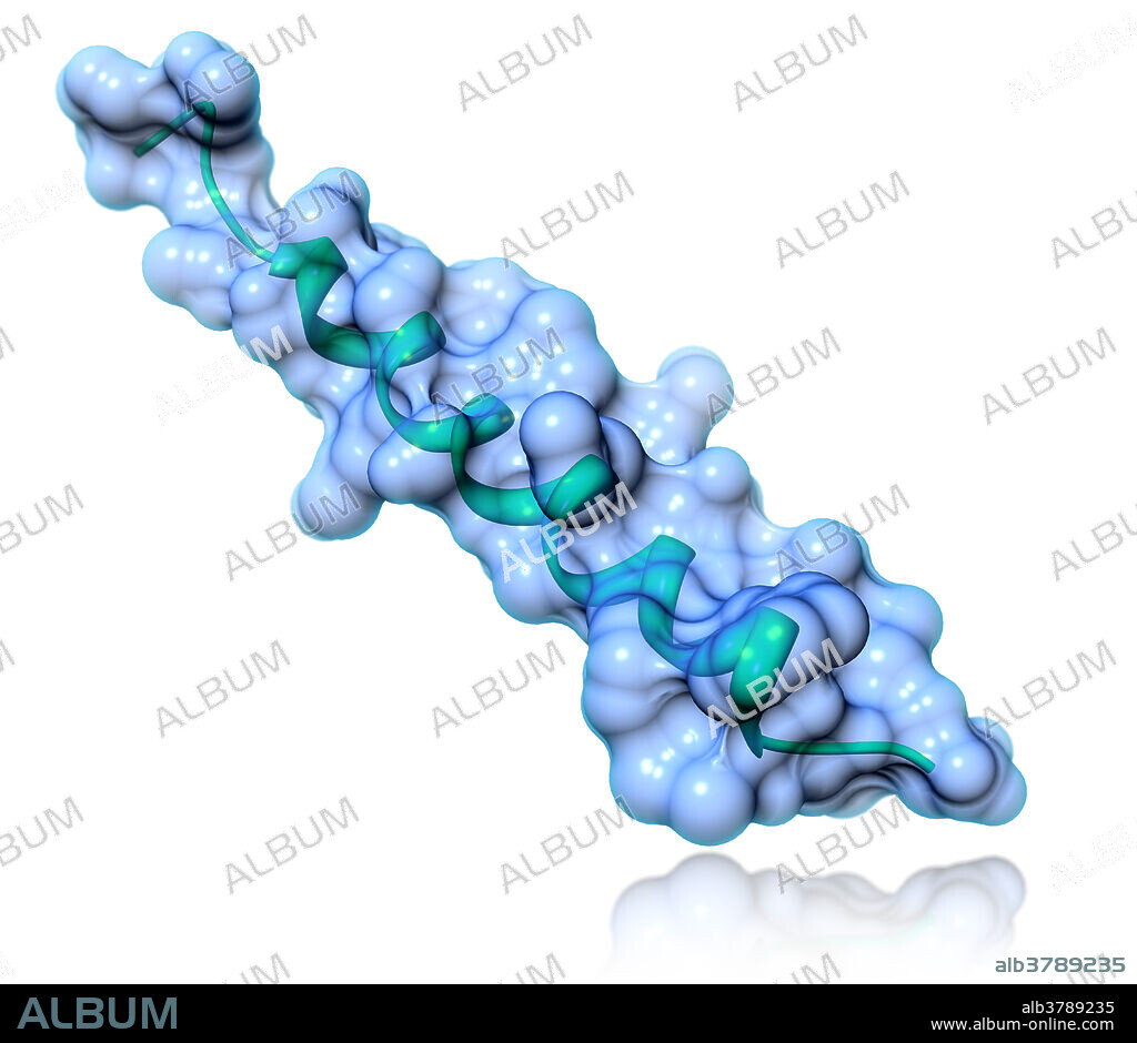 A molecular model of glucagon, a hormone produced by the pancreas in order to raise blood glucose levels. Glucagon will stimlulate the liver to convert stored glycogen to glucose and release it into the blood. Insulin acts as a biological antagonist when blood glucose levels are too high, and will take steps to decrease blood glucose levels, providing a feedback loop to maintain homeostasis.