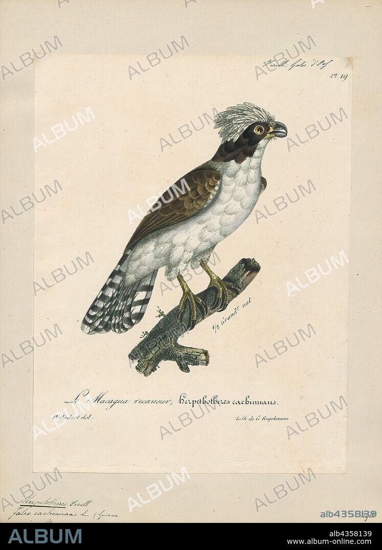 Herpetotheres cachinnans, Print, The laughing falcon (Herpetotheres cachinnans), also called the snake hawk (erroneously, since it is not a hawk), is a medium-sized bird of prey in the falcon family (Falconidae), the only member of the genus Herpetotheres. This Neotropical species is a specialist snake-eater. Its common and scientific names both refer to its distinctive voice., 1825-1834.