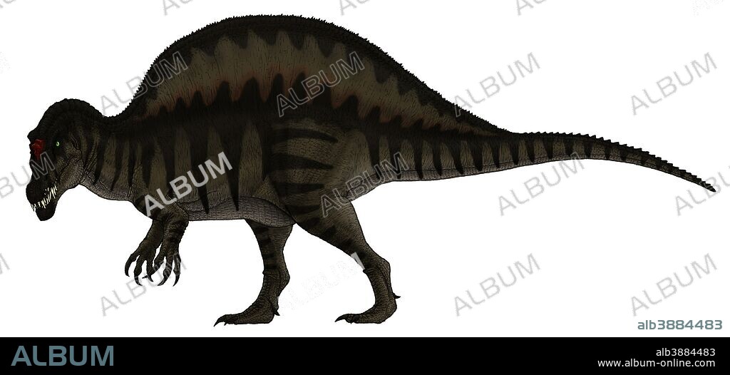 Spinosaurus, a large carnivore of the Cretaceous period.