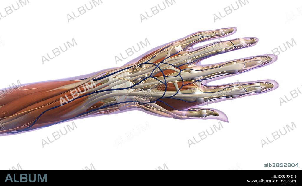 Anatomy of human hand, dorsal view.